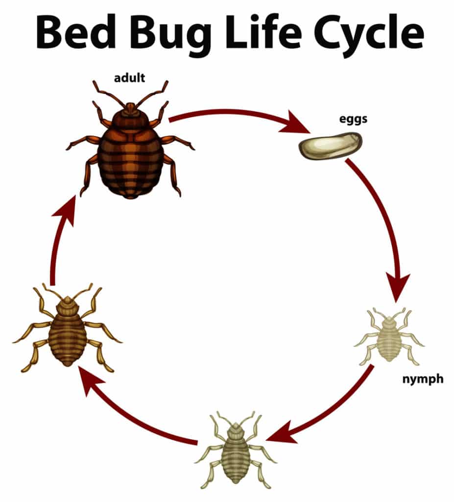 Diagram of bed bug life cycle, starts from eggs, nymph, adult